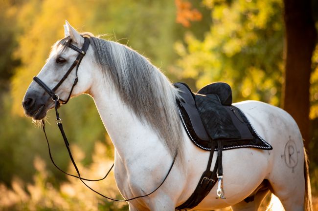 Barefoot Saddle Madrid