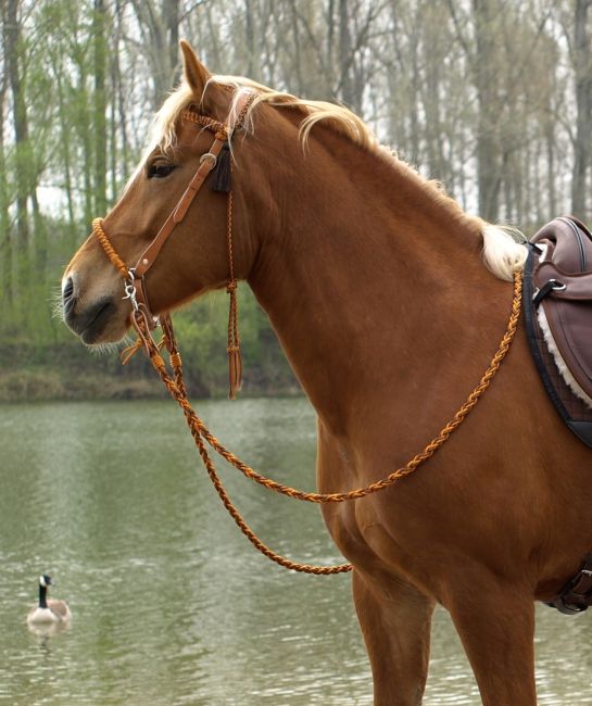 'Amber' Kopfstück 2-in-1