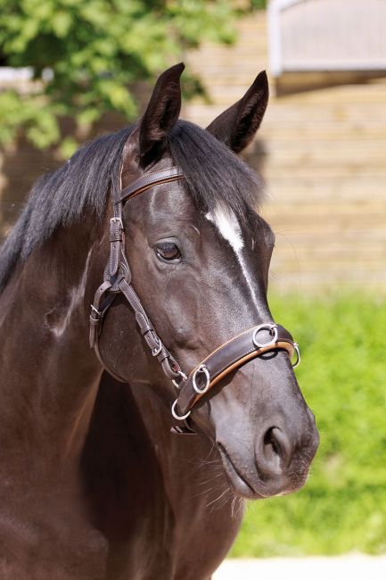 Barefoot® 'shape-it'-Cavesson