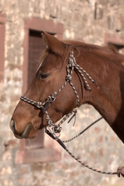 'Juniper' Halter 3-in-1
