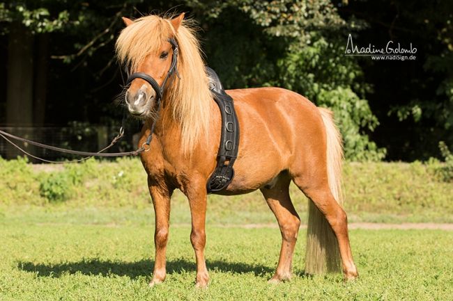 Barefoot® Longiergurt, Pony