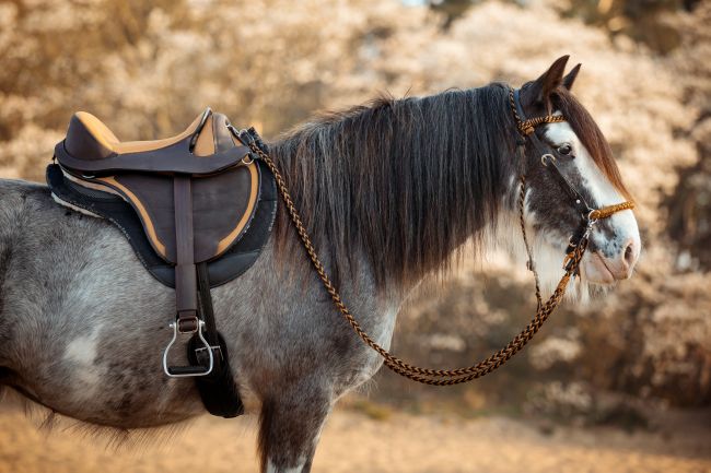 Barefoot 'Cheyenne' Limited Edition Mustard