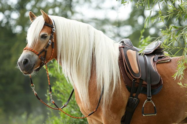 Barefoot 'Barrydale' Saddle