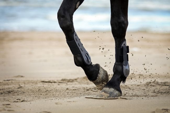 Horse Boot 'Air-Flow'