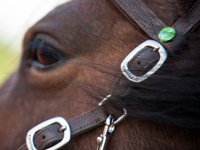 VegiTex® Kopfstück 'Syringa' inkl. Zügel