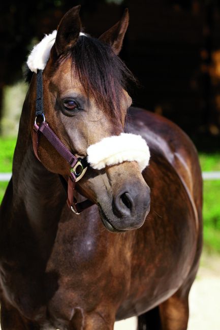 Headcollar 'Stretch & Breath'®