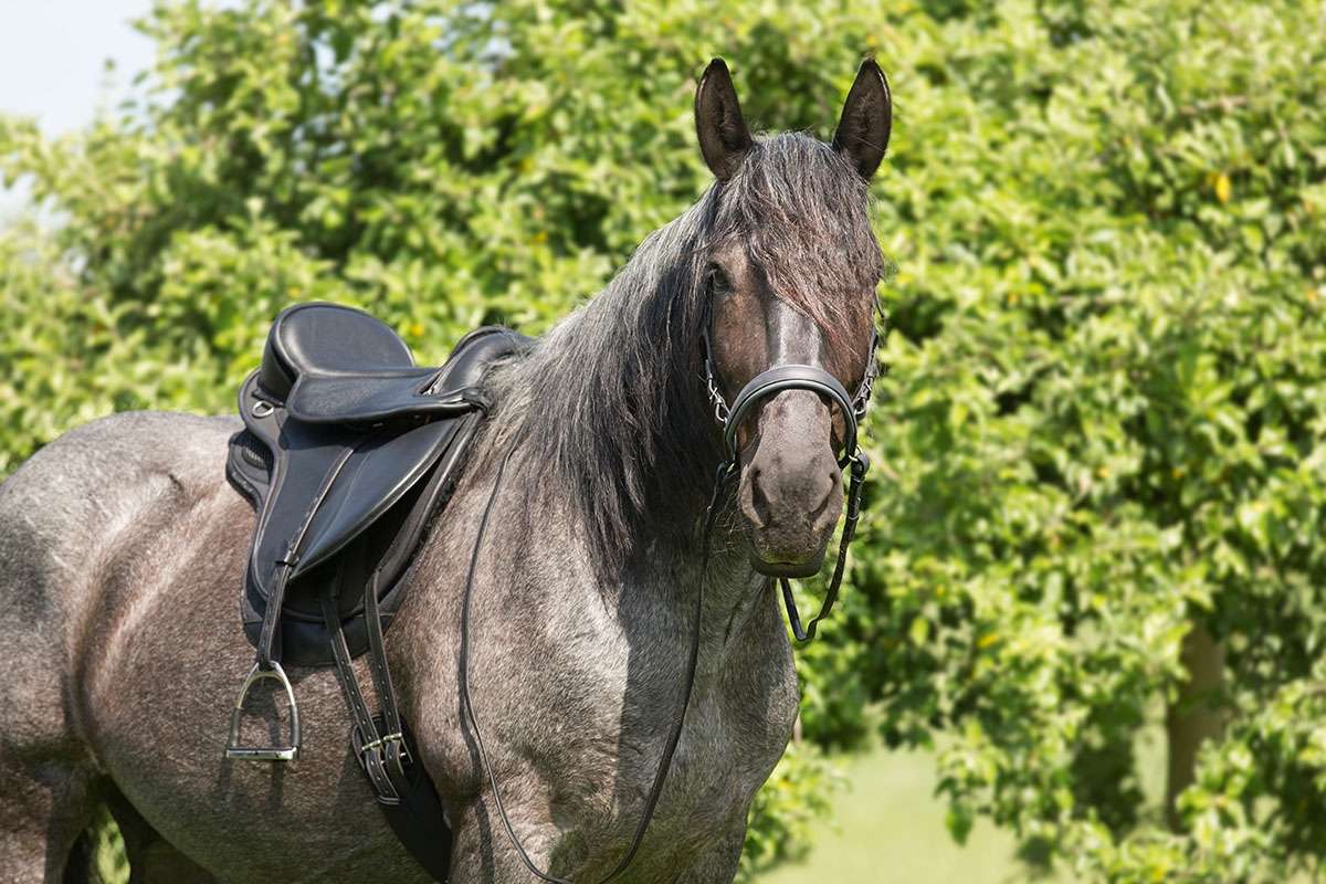 Barefoot Saddle Nottingham barefootsaddle