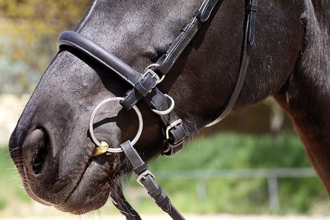 'Shape It' Noseband
