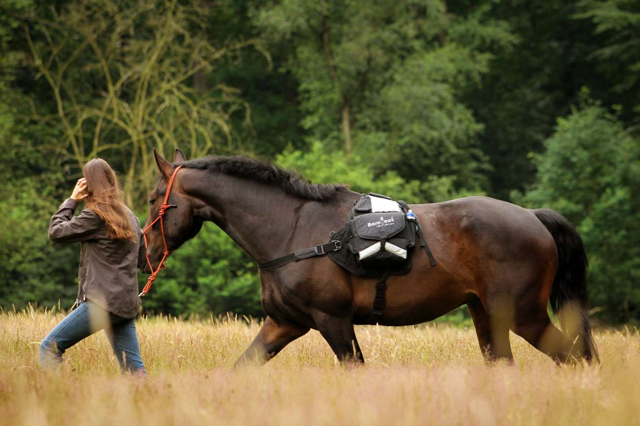 Молодая лошадь. Лошадь разносит под верхом. Horse Plume. Walking Trail with a Horse. Performance Improvement magate Wildhorse ™.