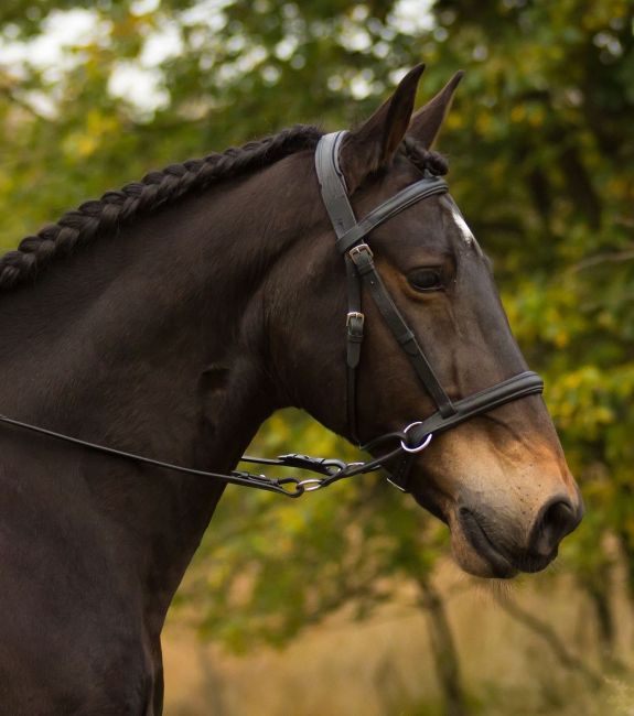 Bitless Bridle 'Walnut'