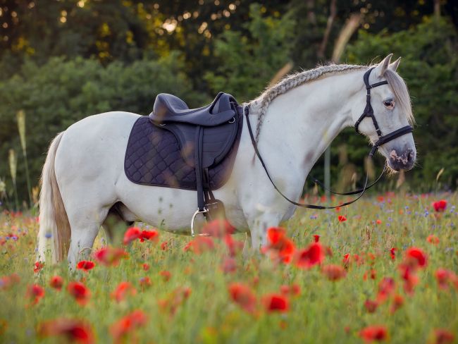 Barefoot VegiTex® 'Contour Physio' Bridle