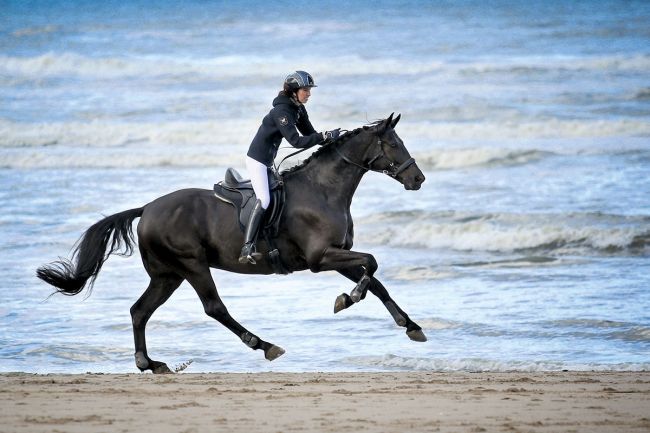 Barefoot® Wellington - Dressursattel