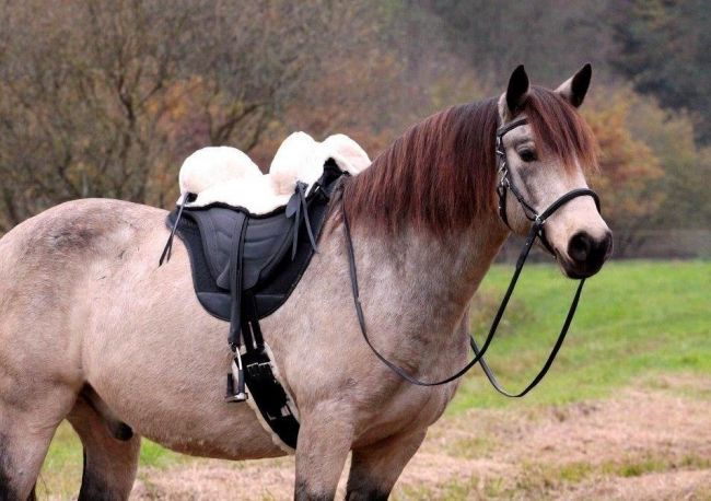 Fursaddle Barefoot® 'Soft Walk'