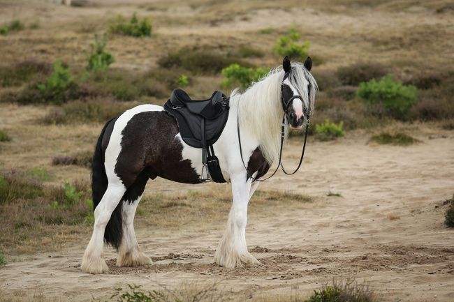 Barefoot® Sattel 'JustAdjust'