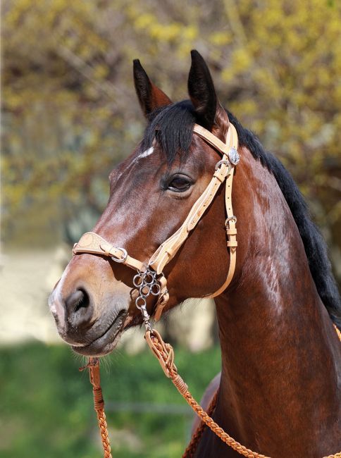 'Virginia Rose' Kopfstück