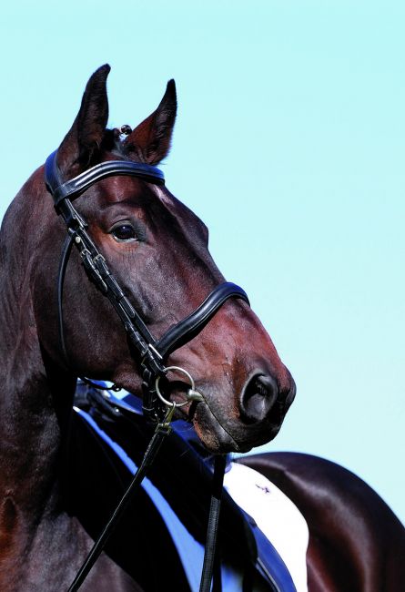 'WELLington Contour' 2-in-1 Bridle