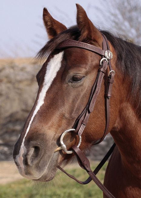 'Missoula Nut' Headstall